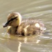 Duckling by phil_sandford