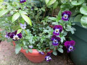 8th May 2022 - A planter with some pansies.