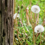7th May 2022 - Dandelion Seeds