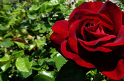 8th May 2022 - Red  Rose. 