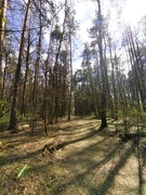2nd May 2022 - The park has forest belts.