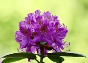 8th May 2022 - Rhododendron