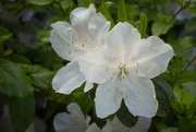 8th May 2022 - Tsutsusi Azalea Flowers