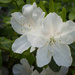 Tsutsusi Azalea Flowers