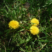 8th May 2022 - More Dandelions