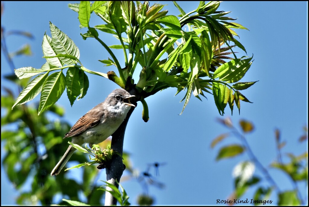 More birdsong by rosiekind