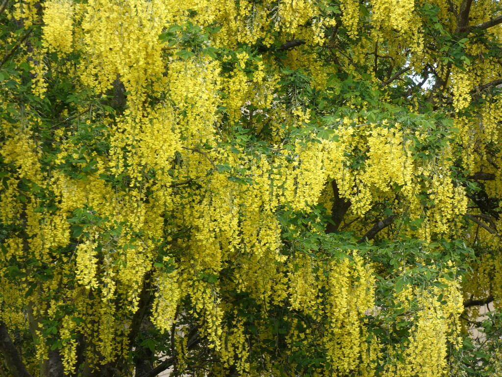 Curtain of Laburnum  by foxes37