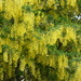 Curtain of Laburnum  by foxes37