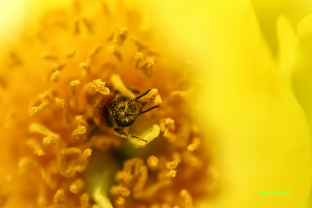 Pollen on her face by nodrognai