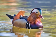 8th May 2022 - Mandarin duck