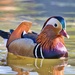 Mandarin duck by okvalle