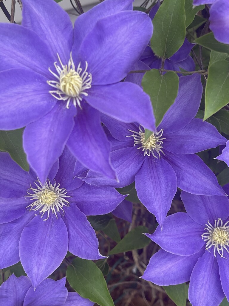 Our beautiful clematis by essiesue