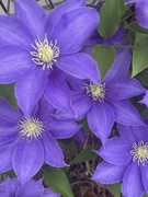 8th May 2022 - Our beautiful clematis