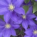 Our beautiful clematis