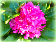 8th May 2022 - Rhododendron 