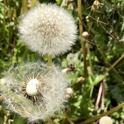 8th May 2022 - Seeds on dandelions and no seeds at all
