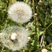 Seeds on dandelions and no seeds at all by jacqbb