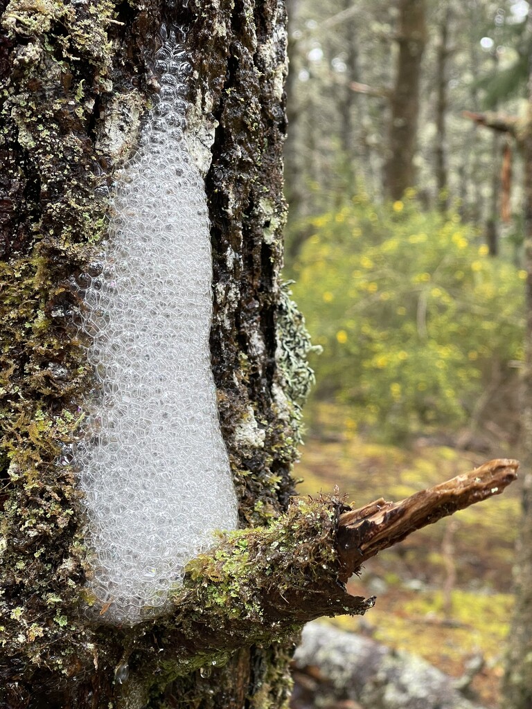 Tree soap by jgpittenger