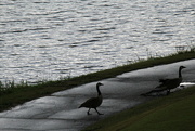7th May 2022 - May 7 Geese after storm IMG_6241A