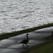 May 7 Geese after storm IMG_6241A by georgegailmcdowellcom