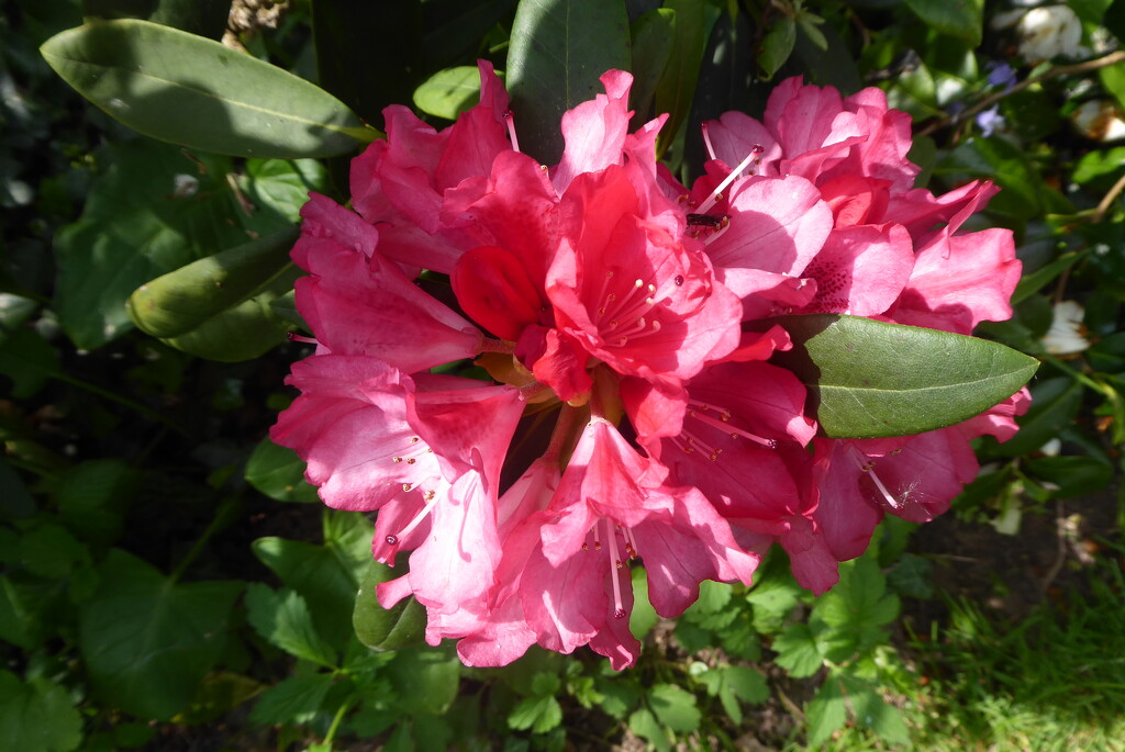 Our Rhododendrons are looking so colourful in this sunshine by snowy