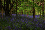 9th May 2022 - Reinden Woods