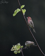 8th May 2022 - Male and Female House Finches 
