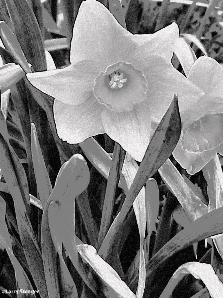 Wild daffodil filter by larrysphotos