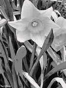 8th May 2022 - Wild daffodil filter