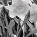 Wild daffodil filter by larrysphotos