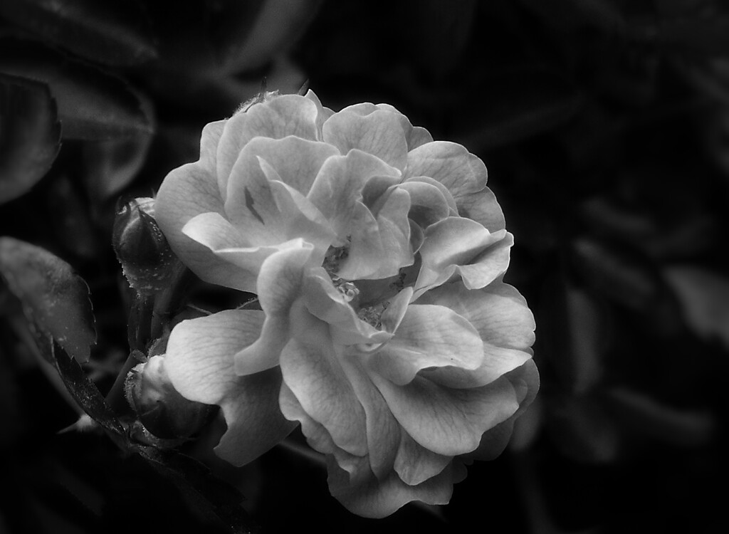 Wild rose... by marlboromaam