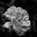 Wild rose... by marlboromaam
