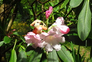 8th May 2022 - sit up and smell the rhodies!