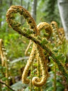 7th May 2022 - Fern Fronds