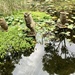 A peaceful pond! by deidre