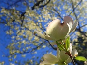 8th May 2022 - The Dogwoods are in Bloom