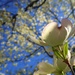 The Dogwoods are in Bloom by olivetreeann