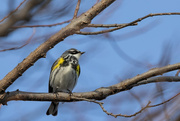 21st Apr 2022 - Yellow-Rumped Warbler