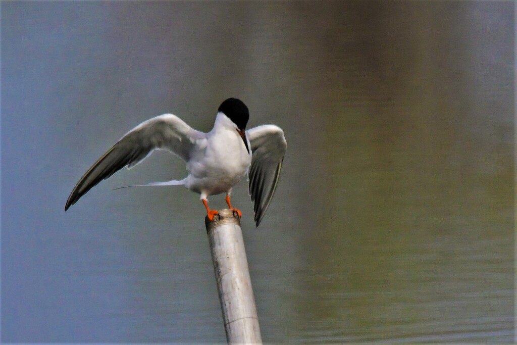 Common Tern by kareenking