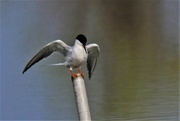 5th May 2022 - Common Tern