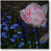 9th May 2022 - pink and blue
