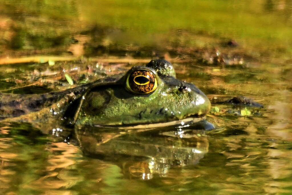 Hello Mr. Bullfrog by kareenking