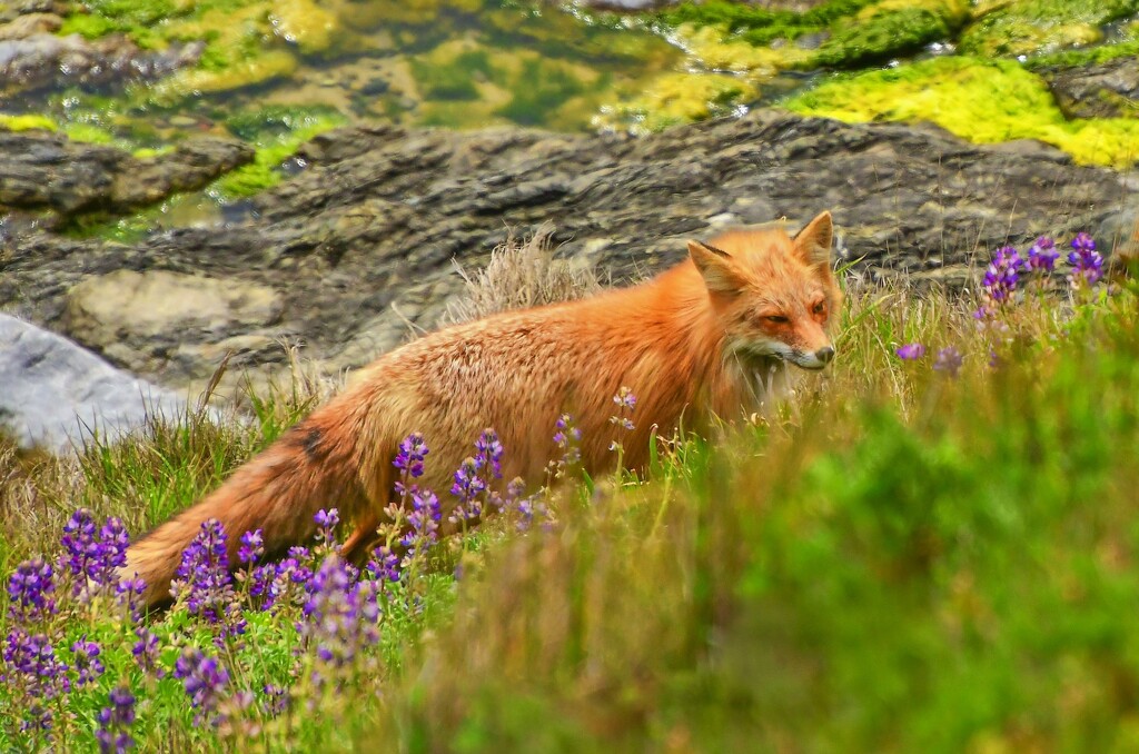 Mama Fox Foraging for Food for Her Pup by kareenking