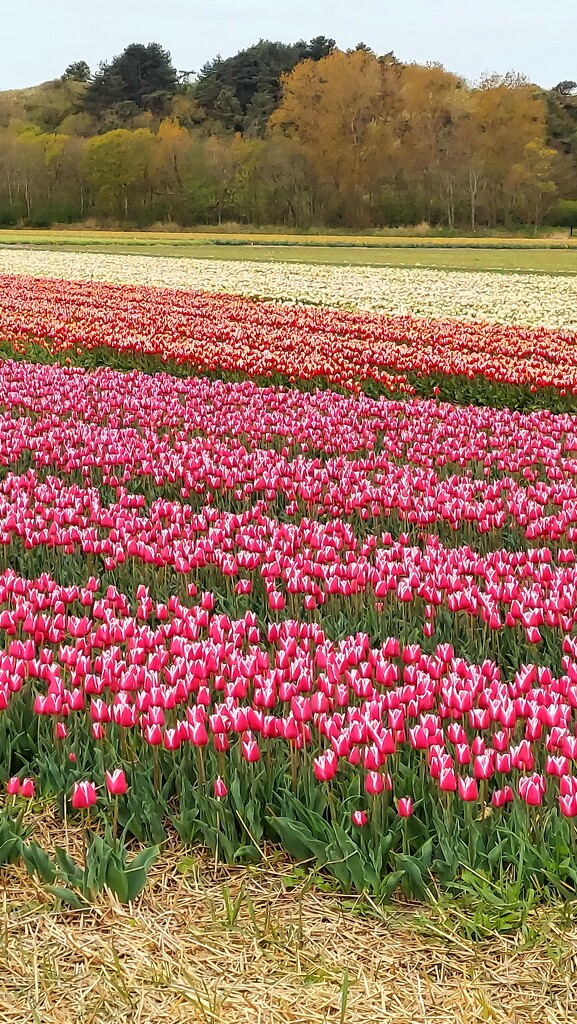 Tulip Fields by harbie