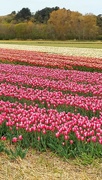 8th May 2022 - Tulip Fields