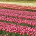 Tulip Fields by harbie