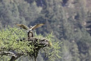 9th May 2022 - Osprey Action