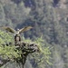 Osprey Action by jamibann