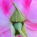 Close up  back view of a rose by congaree