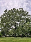 9th May 2022 - Very old and large Southern red oak not far from where I live. 